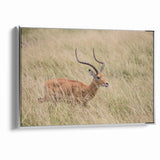 Serene Antelope in Tall Grass - Nature-Inspired Wildlife Wall Art