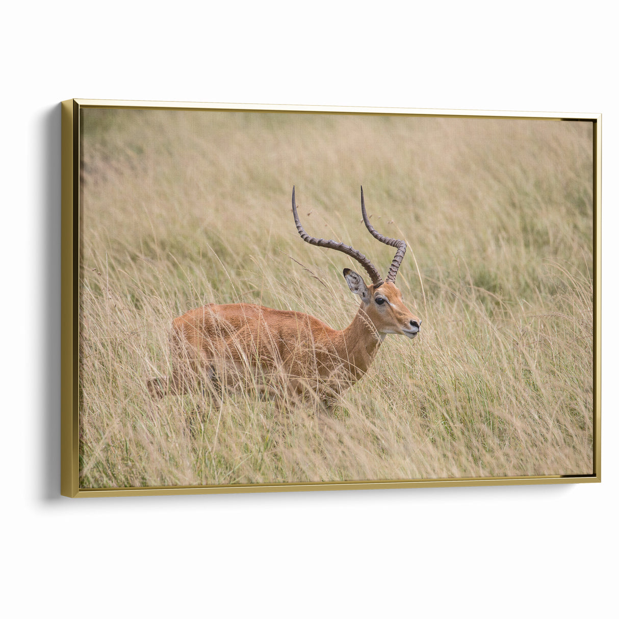 Serene Antelope in Tall Grass - Nature-Inspired Wildlife Wall Art