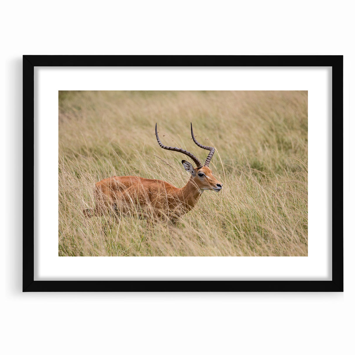 Serene Antelope in Tall Grass - Nature-Inspired Wildlife Wall Art
