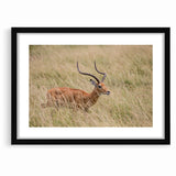 Serene Antelope in Tall Grass - Nature-Inspired Wildlife Wall Art