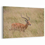 Serene Antelope in Tall Grass - Nature-Inspired Wildlife Wall Art