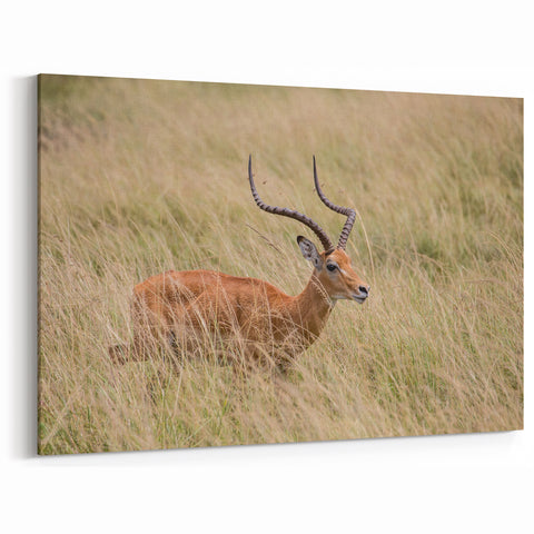 Serene Antelope in Tall Grass - Nature-Inspired Wildlife Wall Art