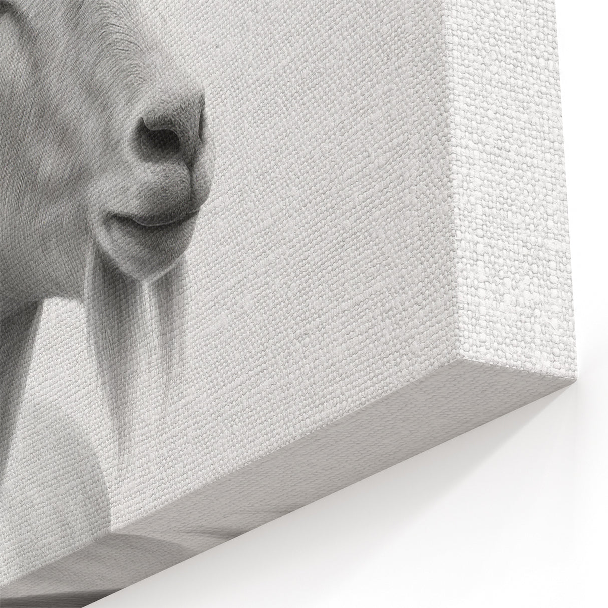 Minimalist White Antelope Portrait - Elegant Wall Art Decor