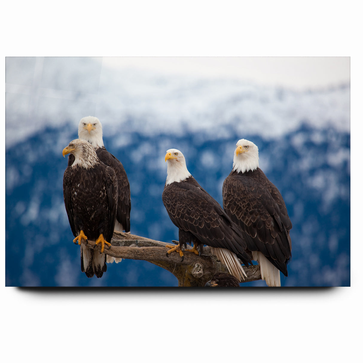 Captivating Birds of Prey Wall Art – Group of Bald Eagles Wildlife Print