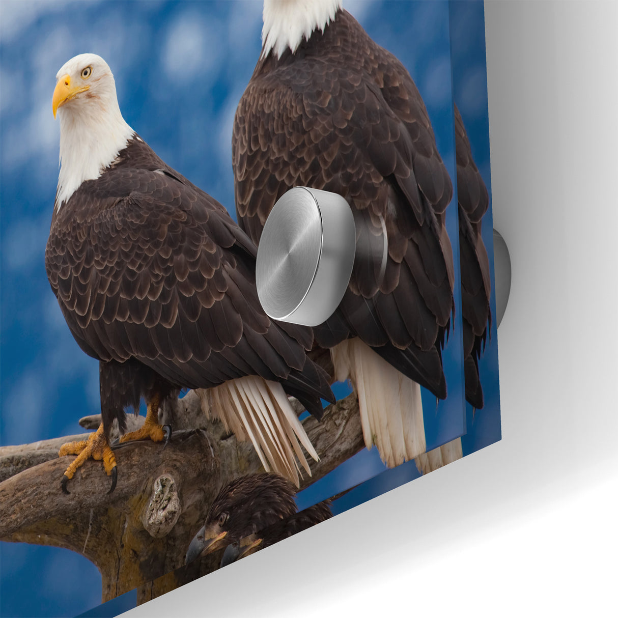 Captivating Birds of Prey Wall Art – Group of Bald Eagles Wildlife Print