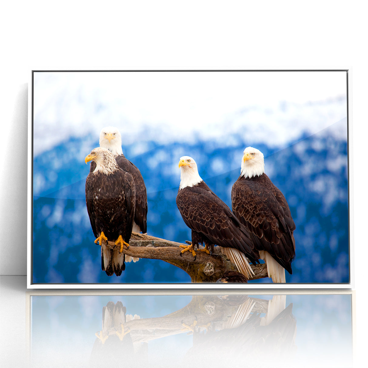 Captivating Birds of Prey Wall Art – Group of Bald Eagles Wildlife Print