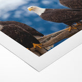 Captivating Birds of Prey Wall Art – Group of Bald Eagles Wildlife Print