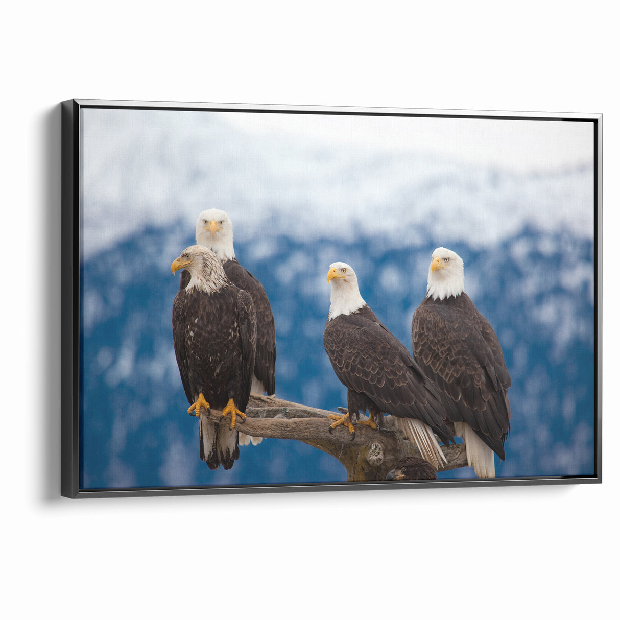 Captivating Birds of Prey Wall Art – Group of Bald Eagles Wildlife Print
