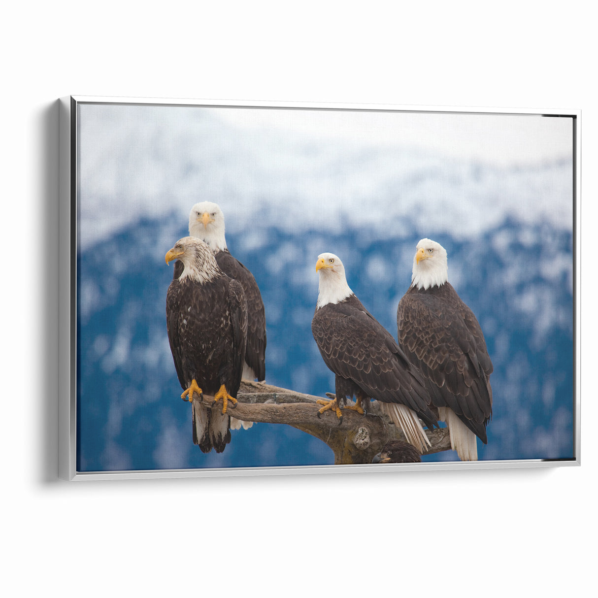Captivating Birds of Prey Wall Art – Group of Bald Eagles Wildlife Print