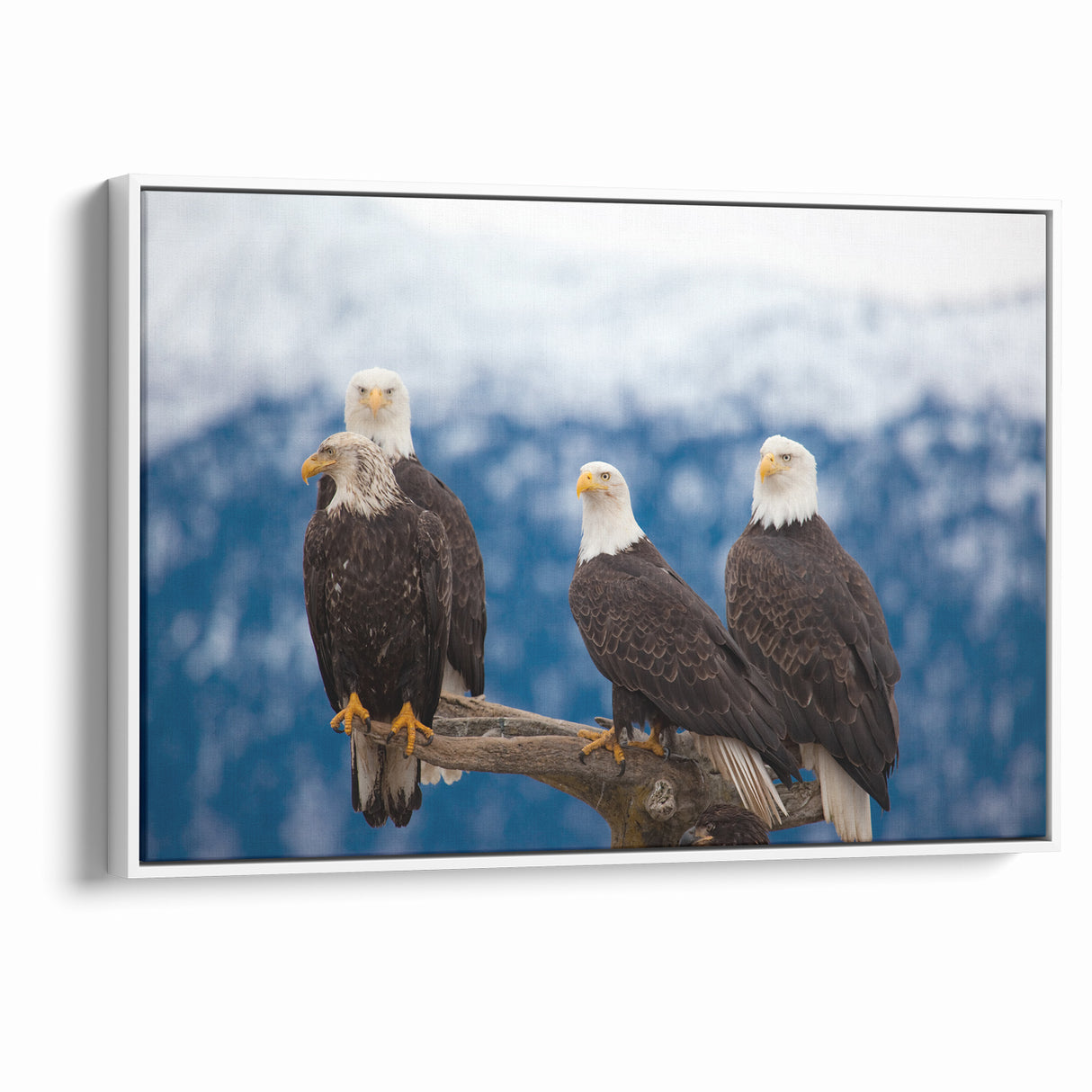 Captivating Birds of Prey Wall Art – Group of Bald Eagles Wildlife Print