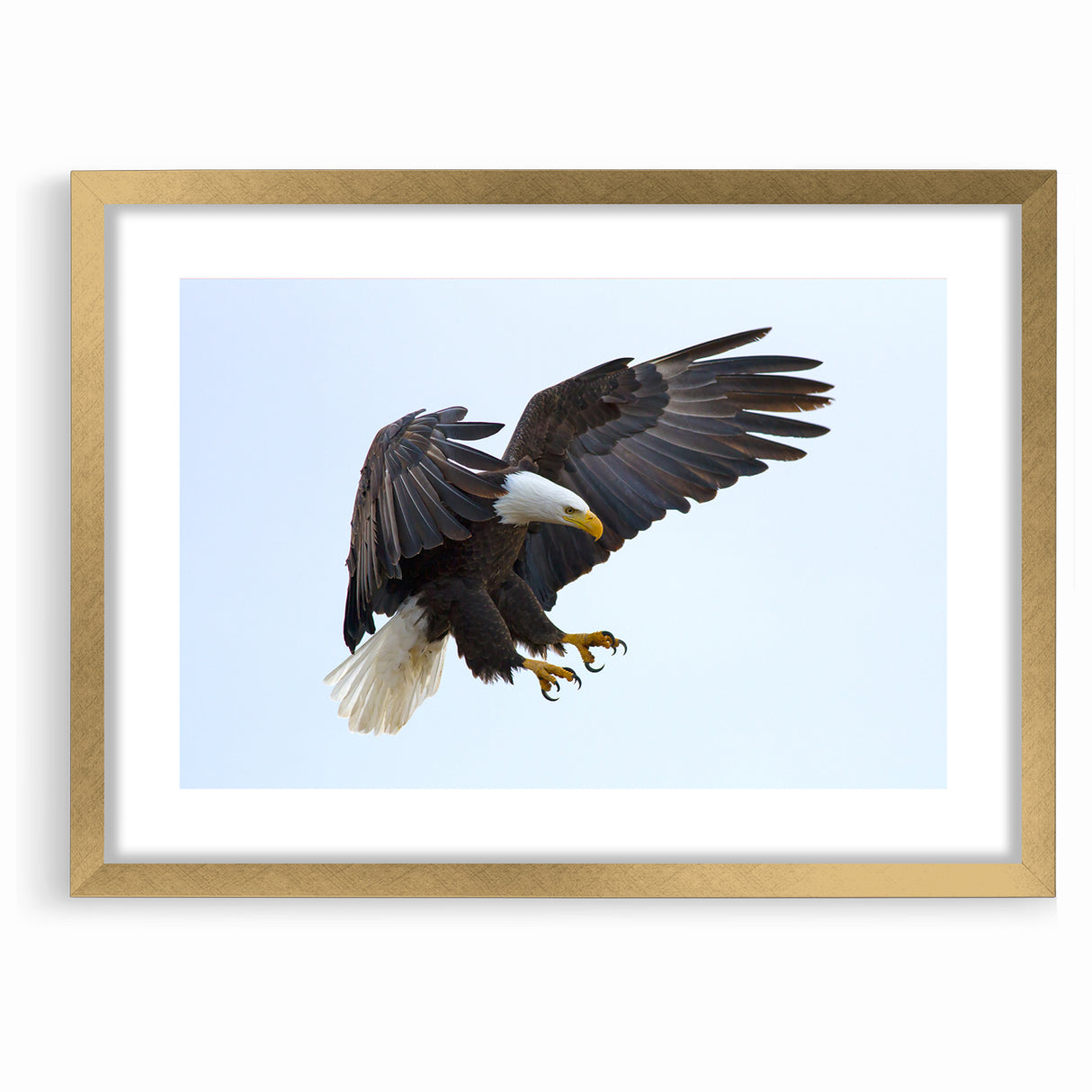 Dynamic Birds of Prey Wall Art – Bald Eagle Mid-Flight Canvas Print