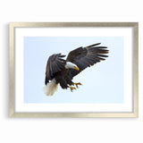 Dynamic Birds of Prey Wall Art – Bald Eagle Mid-Flight Canvas Print
