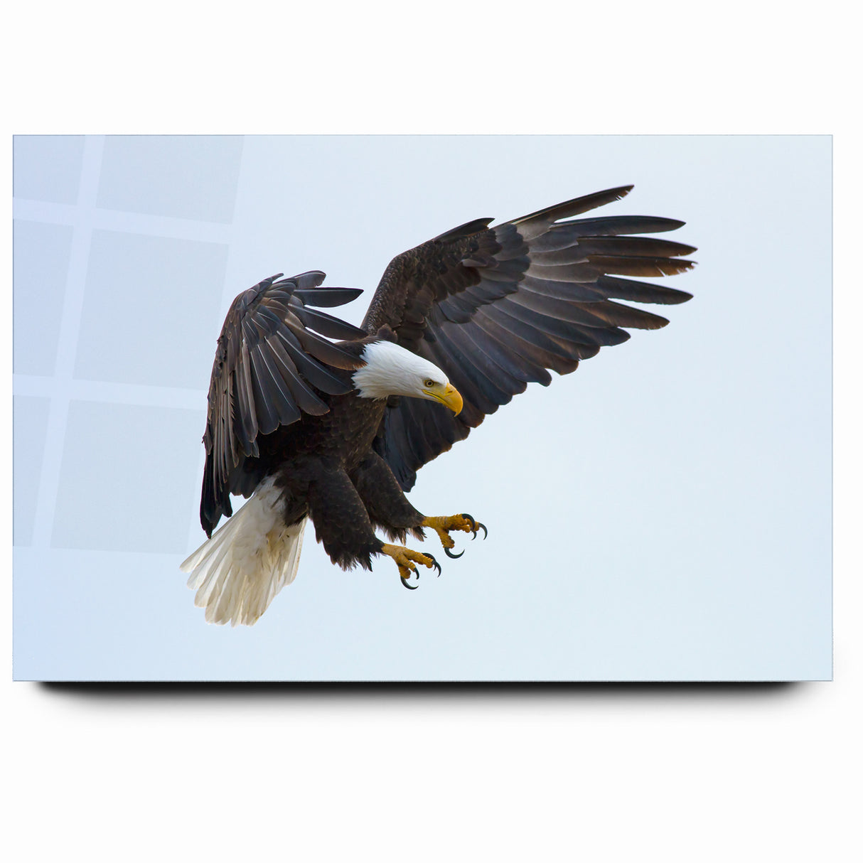 Dynamic Birds of Prey Wall Art – Bald Eagle Mid-Flight Canvas Print