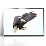 Dynamic Birds of Prey Wall Art – Bald Eagle Mid-Flight Canvas Print