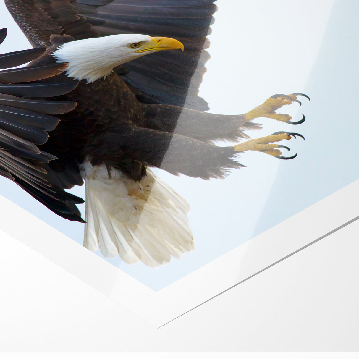 Dynamic Birds of Prey Wall Art – Bald Eagle Mid-Flight Canvas Print