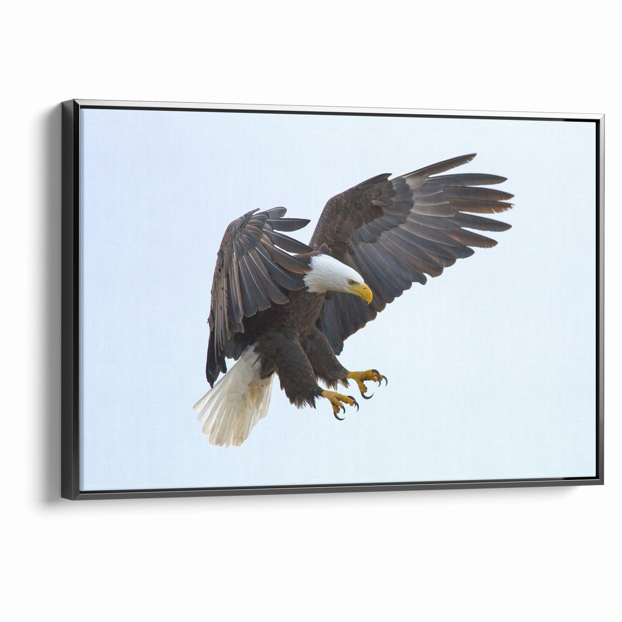 Dynamic Birds of Prey Wall Art – Bald Eagle Mid-Flight Canvas Print