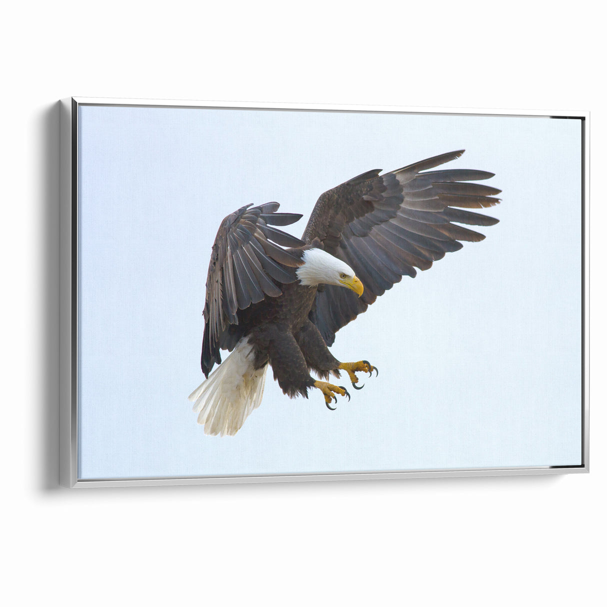 Dynamic Birds of Prey Wall Art – Bald Eagle Mid-Flight Canvas Print