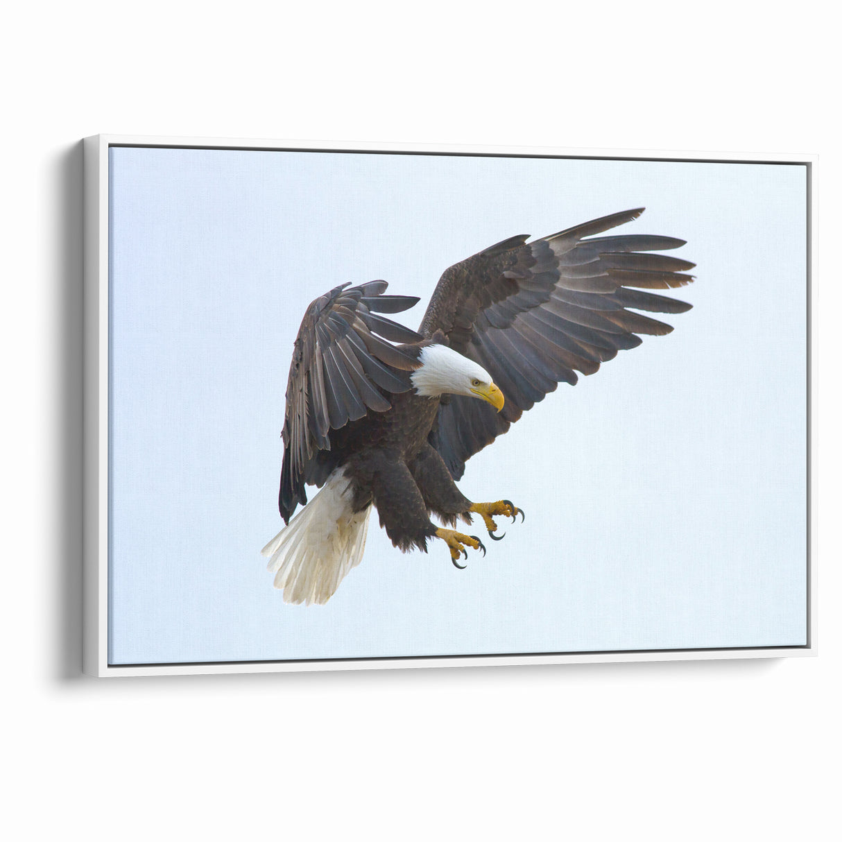 Dynamic Birds of Prey Wall Art – Bald Eagle Mid-Flight Canvas Print