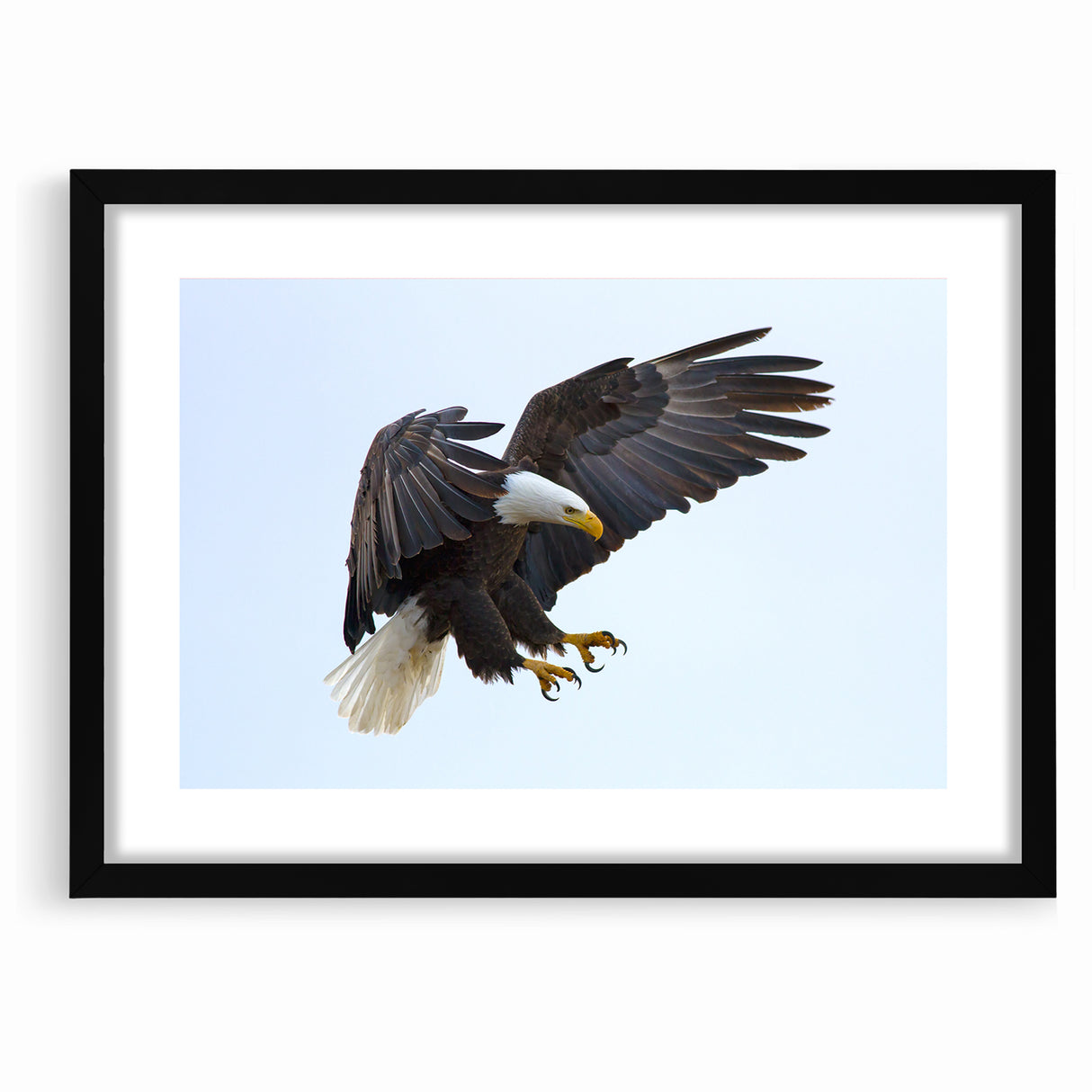 Dynamic Birds of Prey Wall Art – Bald Eagle Mid-Flight Canvas Print