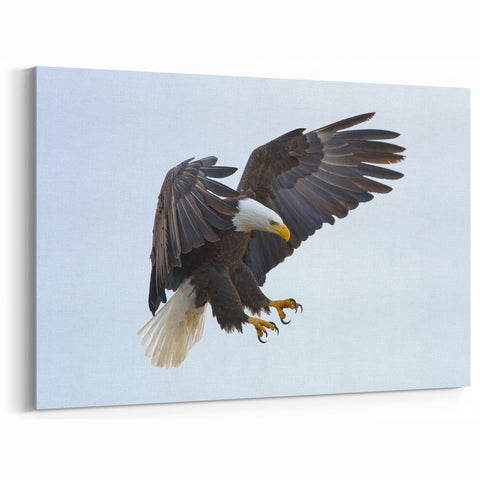 Dynamic Birds of Prey Wall Art – Bald Eagle Mid-Flight Canvas Print