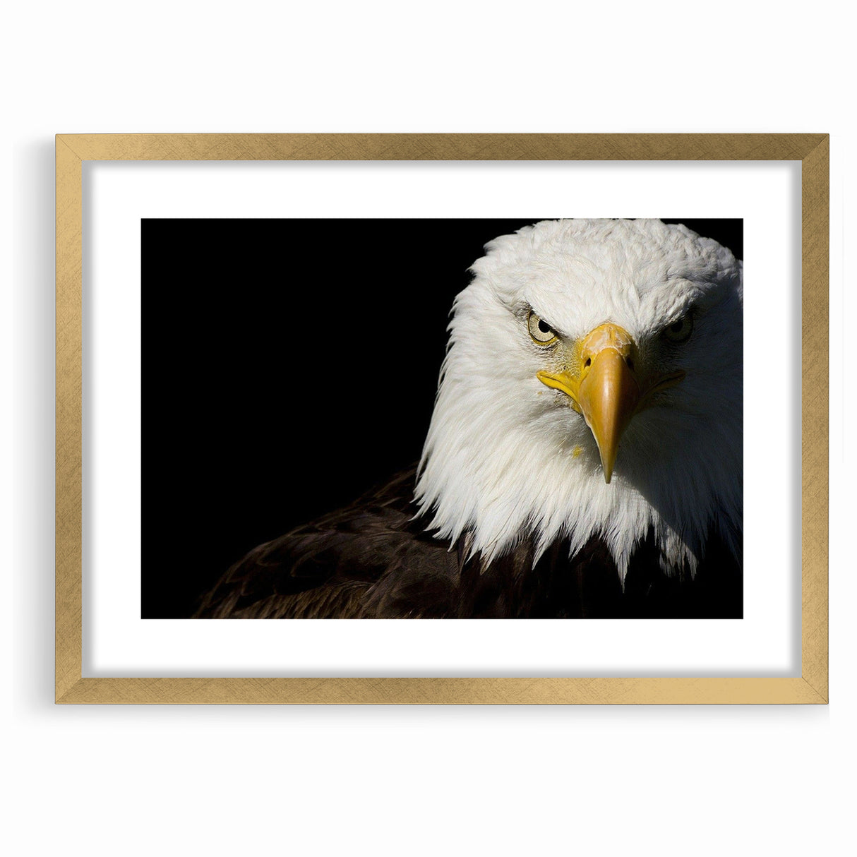 Bold Birds of Prey Wall Art – Bald Eagle Fierce Gaze Canvas Print