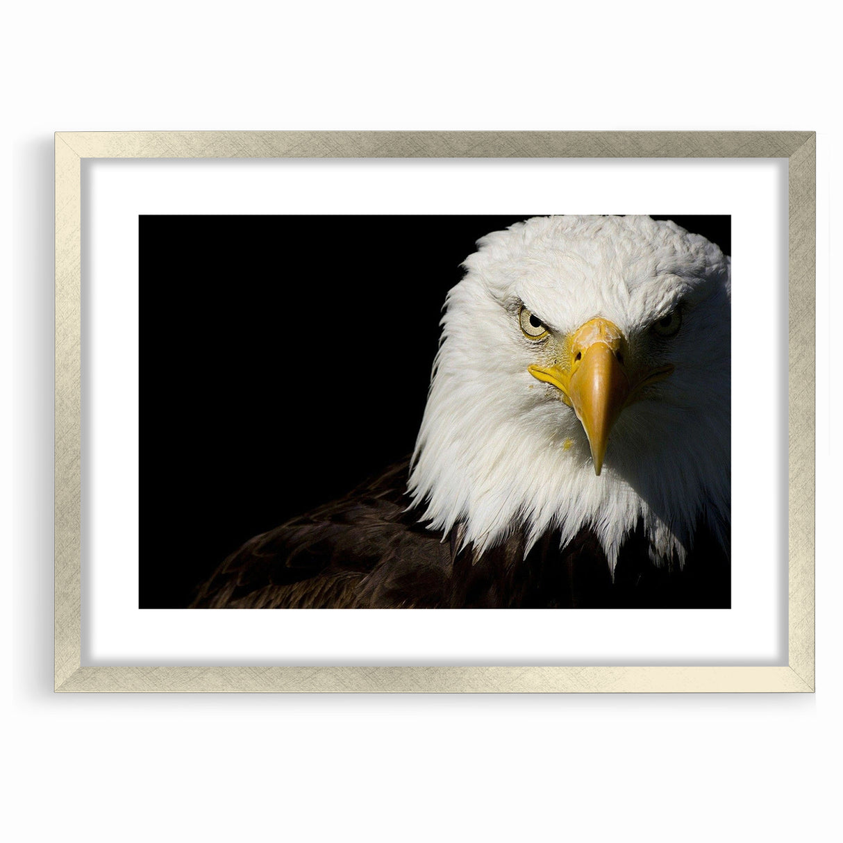 Bold Birds of Prey Wall Art – Bald Eagle Fierce Gaze Canvas Print