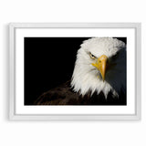 Bold Birds of Prey Wall Art – Bald Eagle Fierce Gaze Canvas Print
