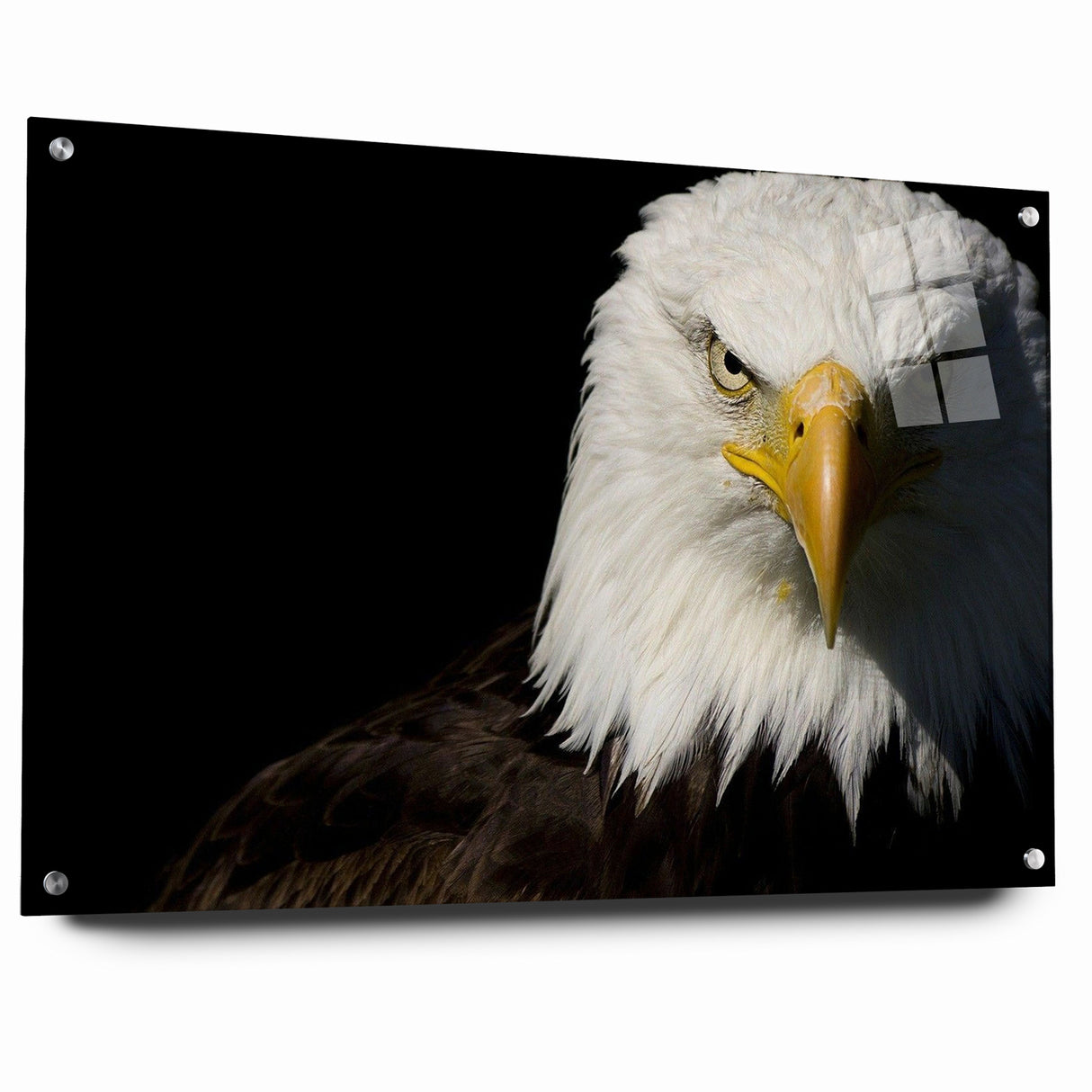 Bold Birds of Prey Wall Art – Bald Eagle Fierce Gaze Canvas Print