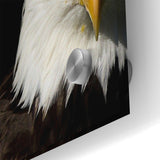 Bold Birds of Prey Wall Art – Bald Eagle Fierce Gaze Canvas Print