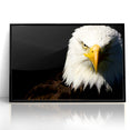 Bold Birds of Prey Wall Art – Bald Eagle Fierce Gaze Canvas Print
