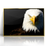 Bold Birds of Prey Wall Art – Bald Eagle Fierce Gaze Canvas Print