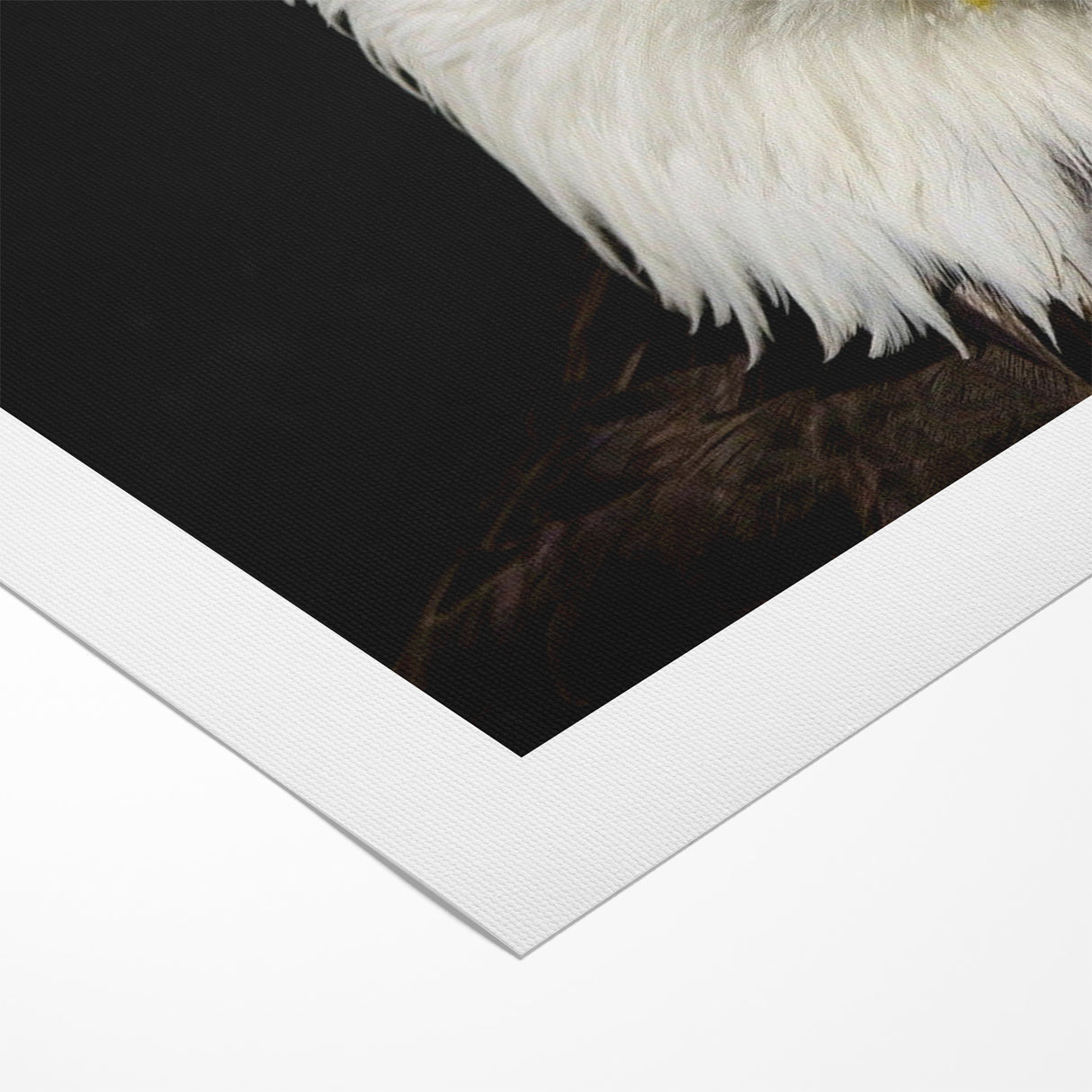 Bold Birds of Prey Wall Art – Bald Eagle Fierce Gaze Canvas Print
