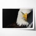 Bold Birds of Prey Wall Art – Bald Eagle Fierce Gaze Canvas Print