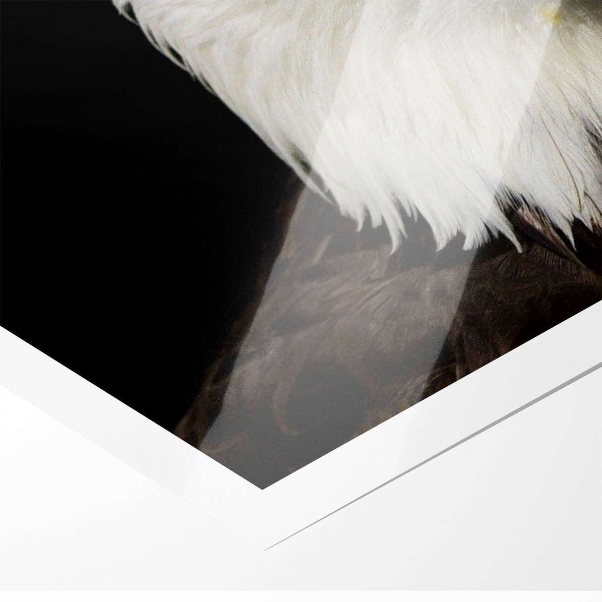 Bold Birds of Prey Wall Art – Bald Eagle Fierce Gaze Canvas Print