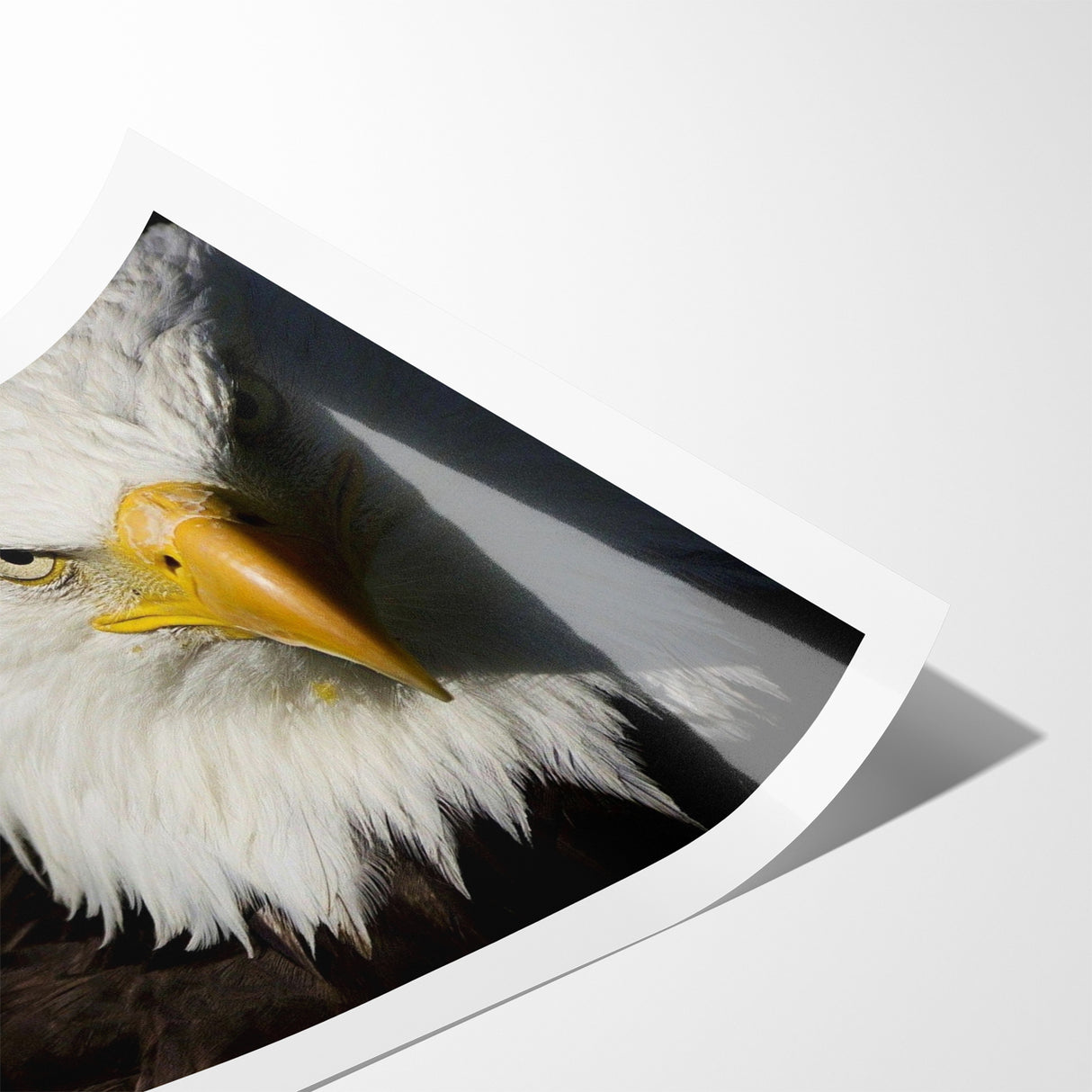 Bold Birds of Prey Wall Art – Bald Eagle Fierce Gaze Canvas Print