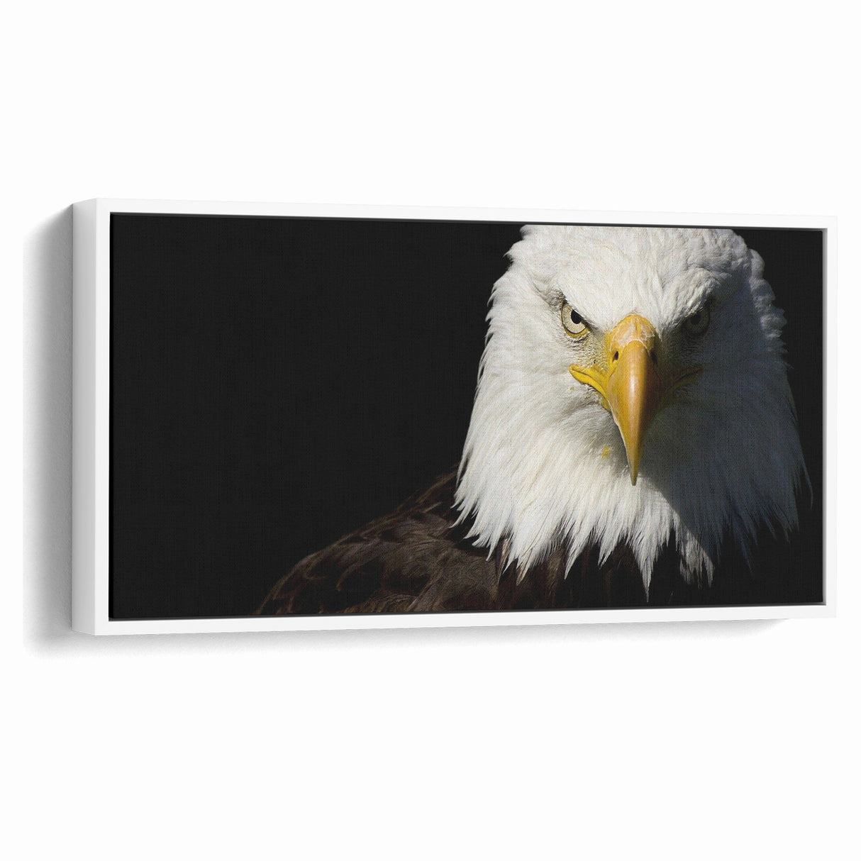 Bold Birds of Prey Wall Art – Bald Eagle Fierce Gaze Canvas Print