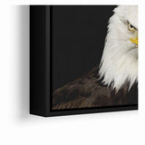 Bold Birds of Prey Wall Art – Bald Eagle Fierce Gaze Canvas Print