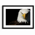 Bold Birds of Prey Wall Art – Bald Eagle Fierce Gaze Canvas Print