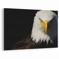 Bold Birds of Prey Wall Art – Bald Eagle Fierce Gaze Canvas Print