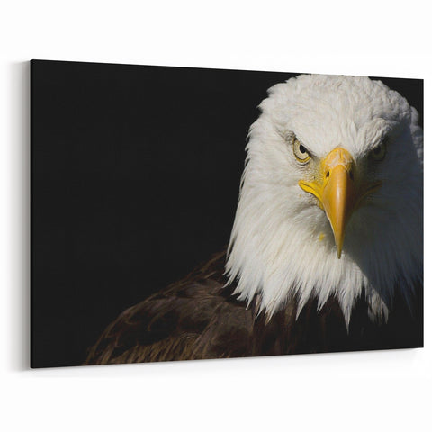 Bold Birds of Prey Wall Art – Bald Eagle Fierce Gaze Canvas Print