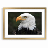 Regal Birds of Prey Wall Art – Bald Eagle Profile Canvas Print