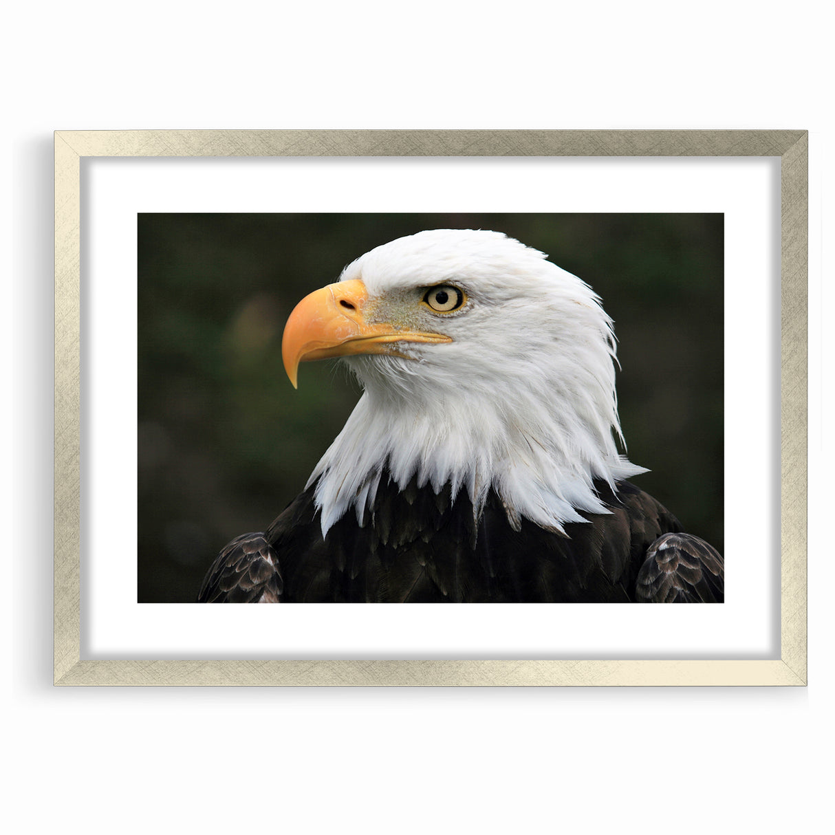 Regal Birds of Prey Wall Art – Bald Eagle Profile Canvas Print