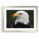 Regal Birds of Prey Wall Art – Bald Eagle Profile Canvas Print