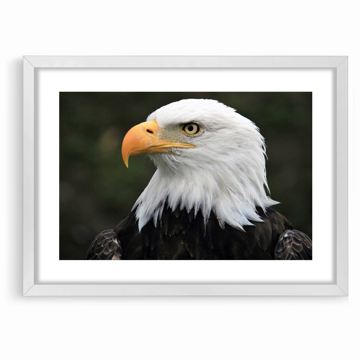 Regal Birds of Prey Wall Art – Bald Eagle Profile Canvas Print