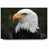 Regal Birds of Prey Wall Art – Bald Eagle Profile Canvas Print