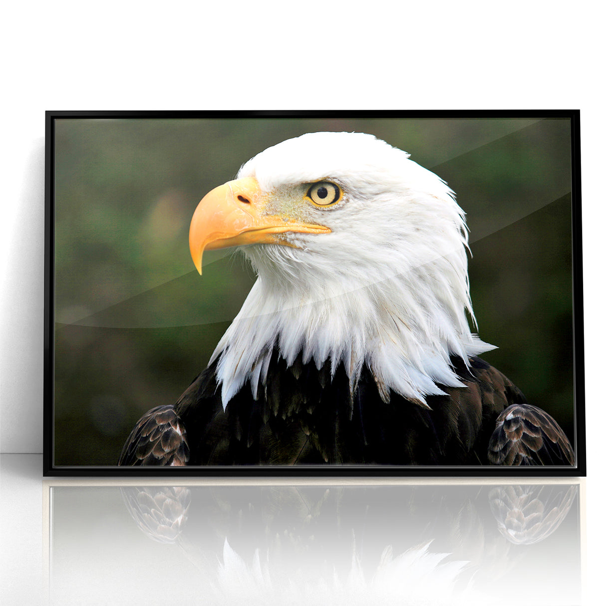 Regal Birds of Prey Wall Art – Bald Eagle Profile Canvas Print