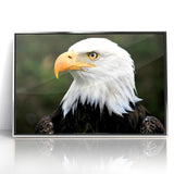 Regal Birds of Prey Wall Art – Bald Eagle Profile Canvas Print
