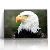 Regal Birds of Prey Wall Art – Bald Eagle Profile Canvas Print