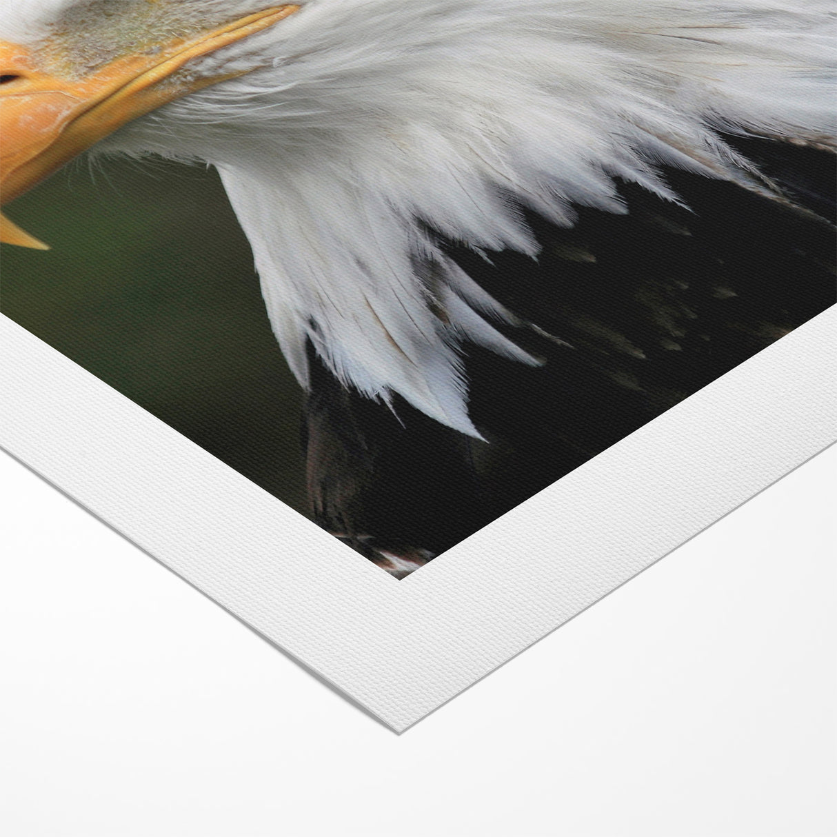 Regal Birds of Prey Wall Art – Bald Eagle Profile Canvas Print