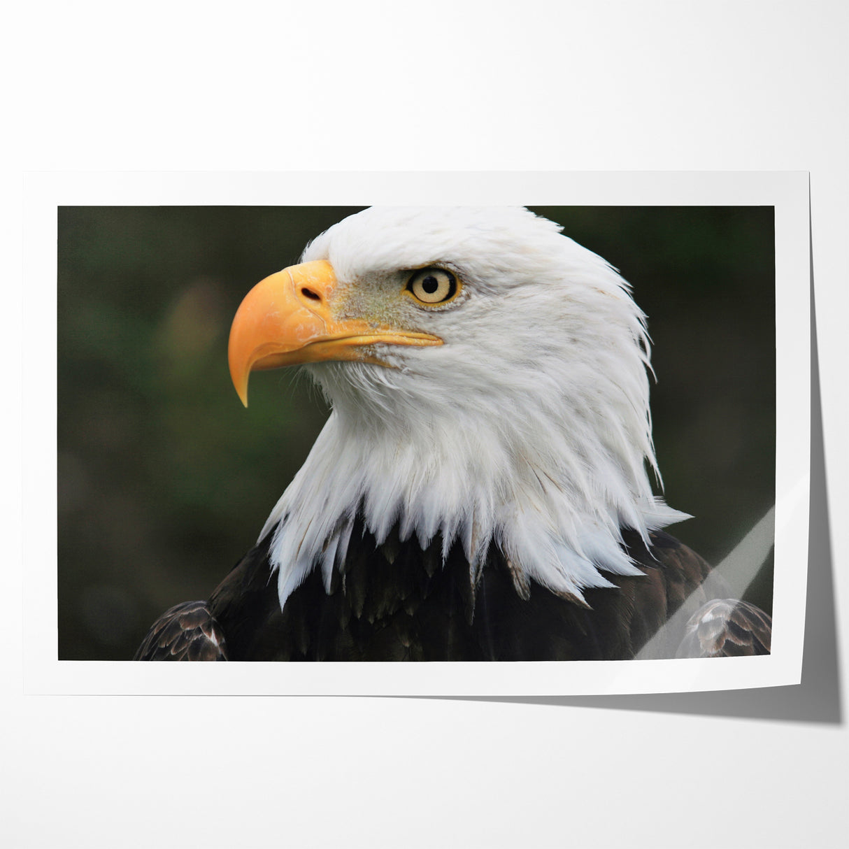 Regal Birds of Prey Wall Art – Bald Eagle Profile Canvas Print